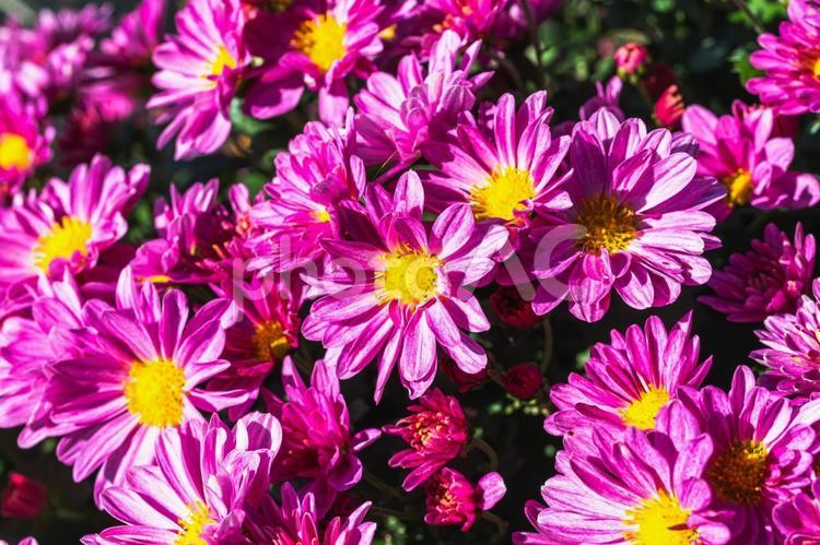 あかぼり小菊の里　小菊２２ 花,小菊,キク科の写真素材