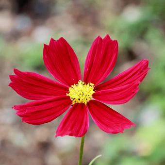 Cosmos 18, JPG