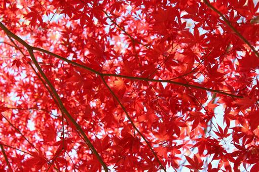 紅葉して真っ赤な葉 秋の風景 紅葉して真っ赤な葉 秋の風景の写真