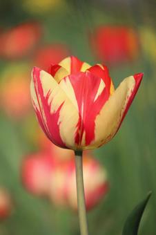 Tulip flowers, JPG Tulip flowers, JPG