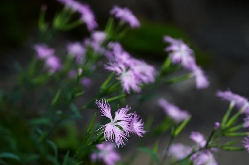 ピンクの花が咲いたの写真
