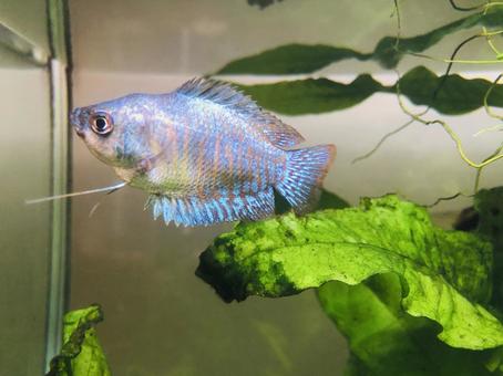 水槽の中のネオンドワーフグラミー　熱帯魚 ネオンドワーフグラミー,ドワーフグラミー,熱帯魚の写真素材