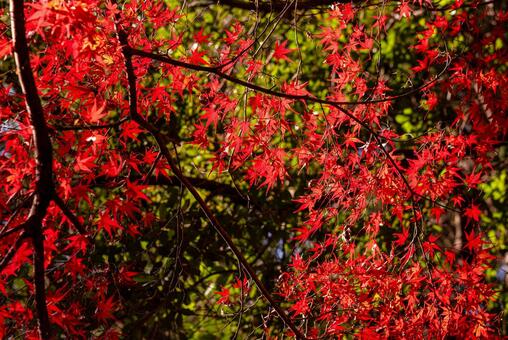 見事に紅葉したモミジ モミジ,もみじ,赤いの写真素材