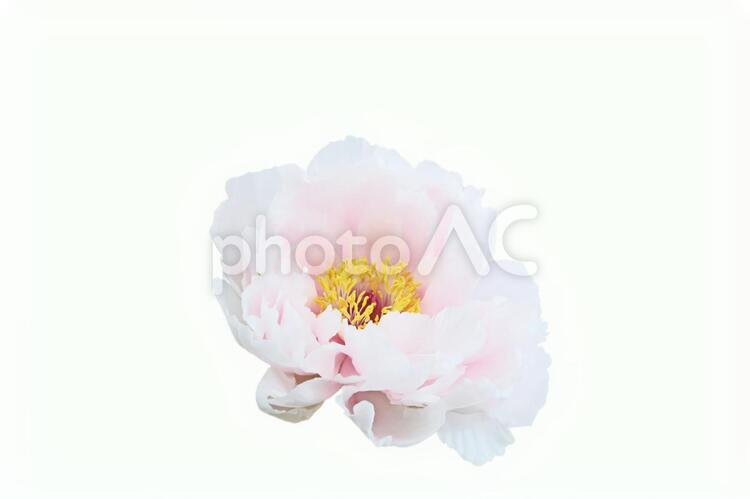 牡丹　６（PSD　背景切抜） 牡丹,ぼたん,ボタンの写真素材