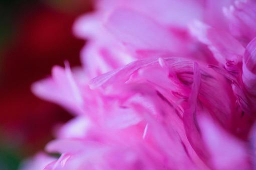 花 花の写真