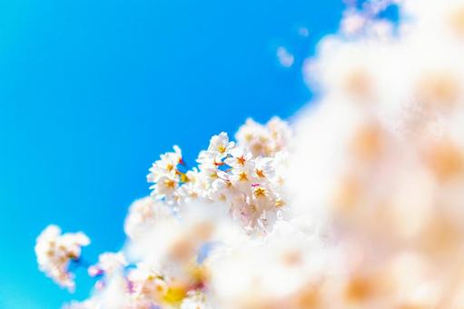 京都 嵯峨野の桜 京都 嵯峨野の桜の写真
