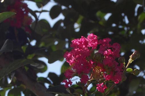 まちなかの自然の写真