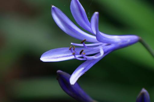 Photo, agapanthus, purple clam, murasaki kunsiran, 
