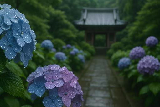 雨に濡れる紫陽花の参道 雨に濡れる紫陽花の参道の写真