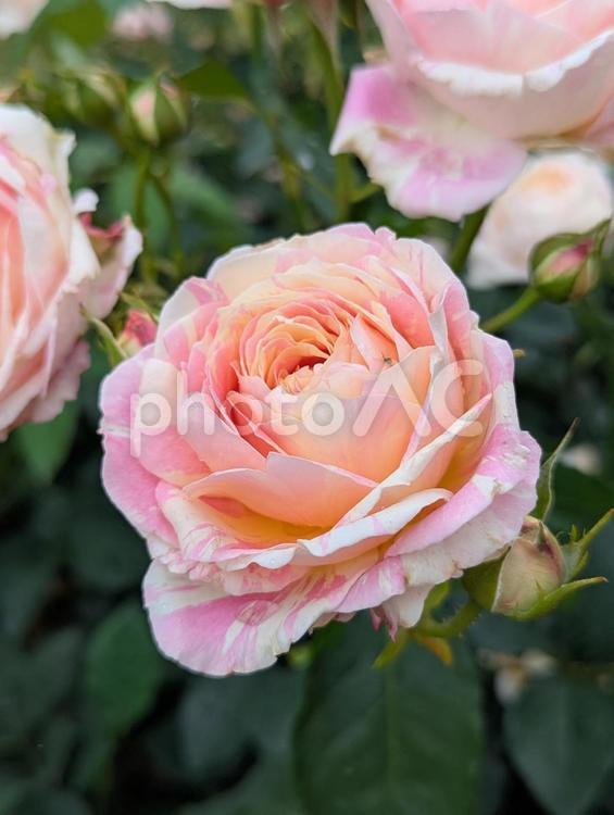 薄いピンクのバラの花 3 バラ,薄い,ピンクの写真素材