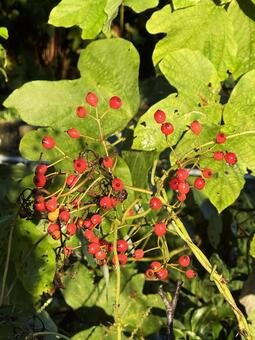 赤い木の実 赤い木の実,木の実,赤の写真素材