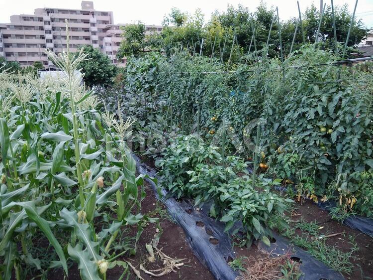 夏野菜の畑 夏野菜,トウモロコシ,ピーマンの写真素材