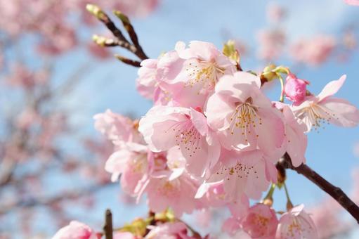 桜 桜 河津桜,さくら,サクラの写真素材