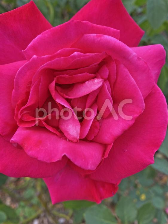 国営ひたち海浜公園のバラ バラ,薔薇,ひたち海浜公園の写真素材