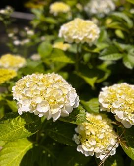 日をあびてる紫陽花 日をあびてる紫陽花 紫陽花,花,植物の写真素材