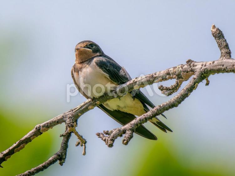 枝にとまるツバメ ツバメ,燕,野鳥の写真素材