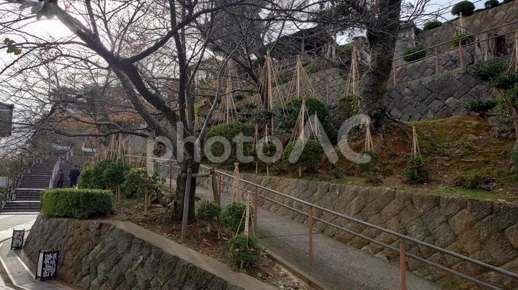 福井県-丸岡城-冬への備え 丸岡城,城,重要文化財の写真素材