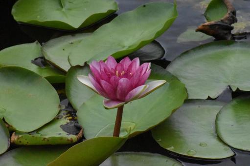 Water lilies in Moegino, Aoba Ward, Yokohama City, just after the summer heat, JPG