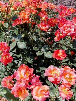 バラ バラ バラ,ローズ,花びらの写真素材