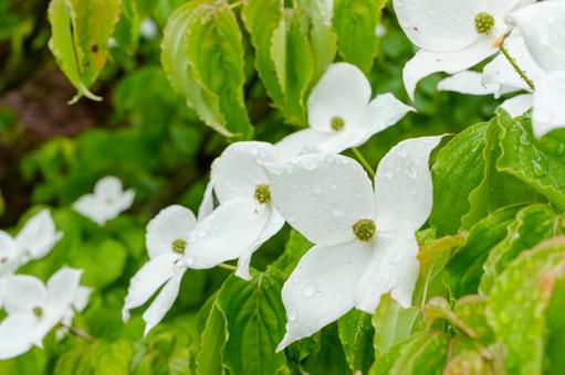 5月の雨に濡れるヤマボウシの白い花 5月の雨に濡れるヤマボウシの白い花 ヤマボウシ,花,白の写真素材