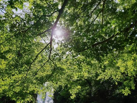 木漏れ日 木漏れ日 木漏れ日,木々,treeの写真素材