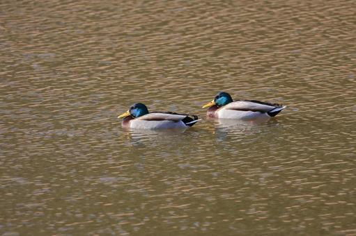Photo, mallard, bird, wild bird, 