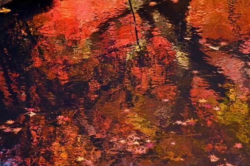 池の水面に映った紅葉風景 池の水面に映った紅葉風景 紅葉,水,堀の写真素材