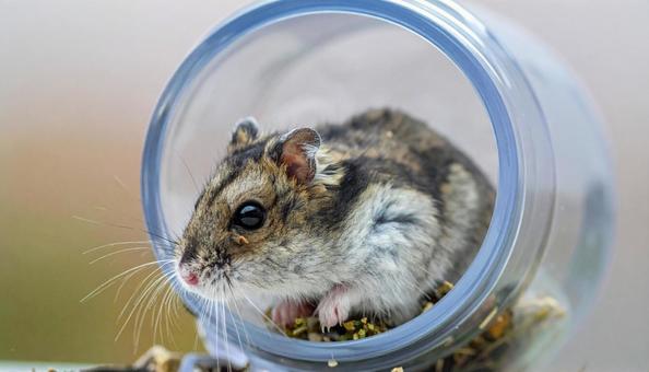 ペット ハムスター ペット ハムスターの写真