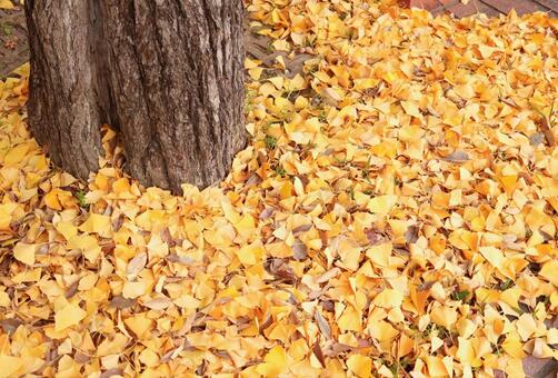 イチョウの黄色いじゅうたん6 イチョウ,銀杏,秋イメージの写真素材