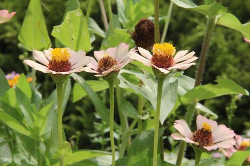 ヒャクニチソウ・ジニア　マクロ ヒャクニチソウ・ジニア,鮮やか,優雅の写真素材