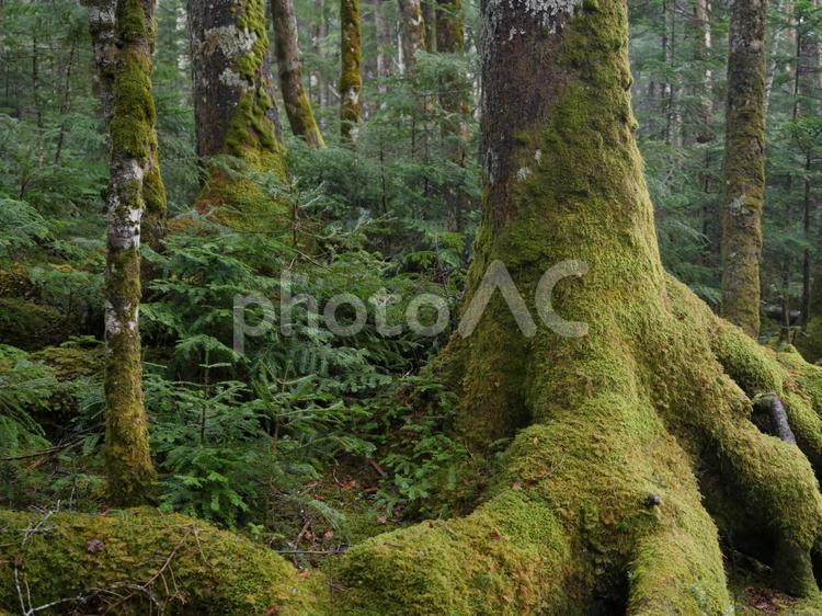 雨の白駒の森 苔,コケ,苔の森の写真素材