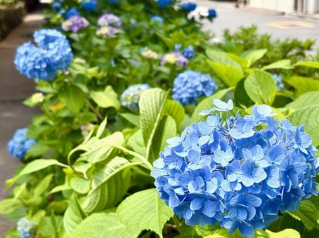 紫陽花 紫陽花の写真