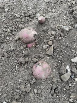 掘ったばかりのサツマイモ(紅はるか) 掘ったばかりのサツマイモ(紅はるか) さつまいも,サツマイモ,薩摩芋の写真素材