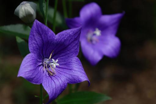 Photo, campanulaceae, flower, bellflower family, 