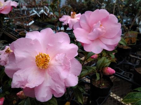 椿 椿,ツバキ,つばきの写真素材