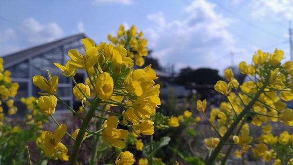 菜の花 菜の花の写真
