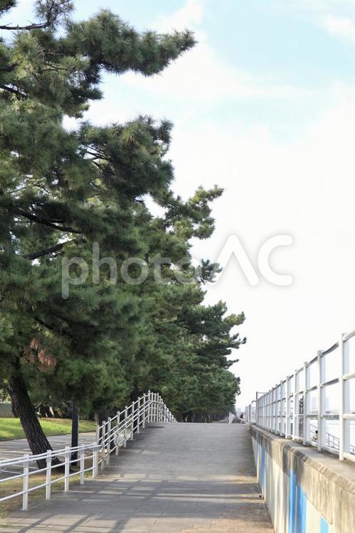 松の木の通り 風景,自然,木の写真素材
