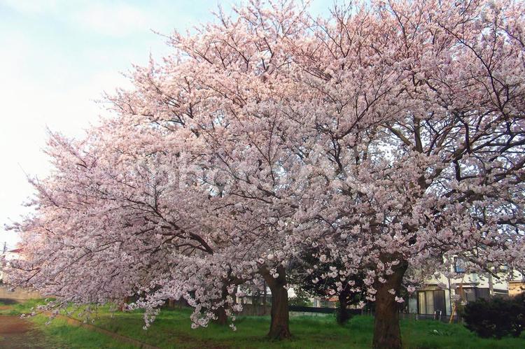 桜（2016）　#15 さくら,桜,サクラの写真素材