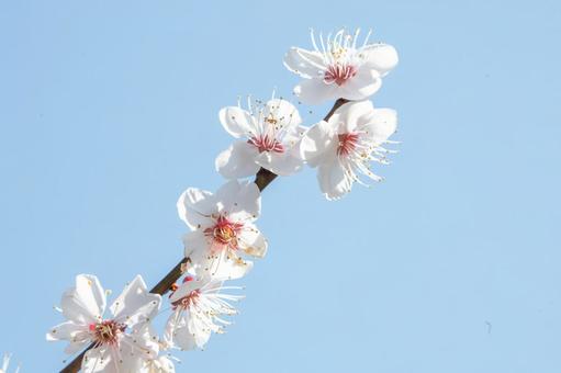 北摂の梅林 梅,梅林,満開の写真素材