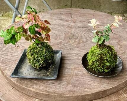 植物★苔玉（こけだま） こけだま,苔玉,フラワーの写真素材