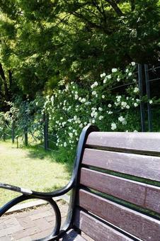 公園のベンチ 公園のベンチの写真