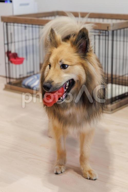こてつ こてつ,小犬,散歩の写真素材
