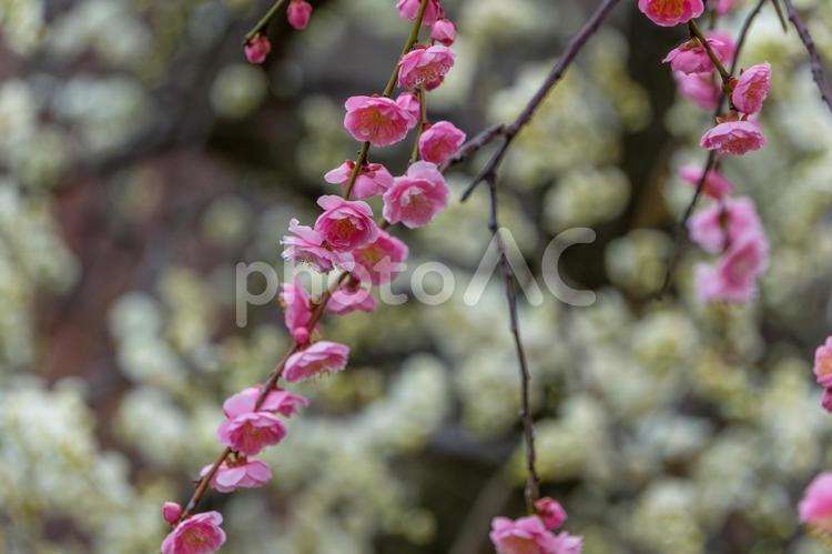 しだれ梅の優美なピンクの花 梅,花,花びらの写真素材