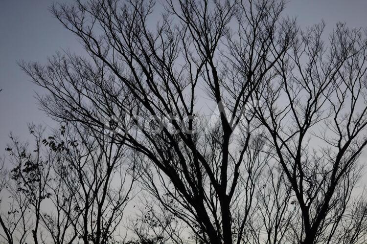 幻想的な木のシルエット 幻想的,木,木々の写真素材