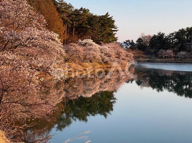 湖畔の桜 満開の桜,水辺の桜,桜の写真素材