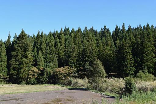 スギの木 針葉樹林 スギの木 針葉樹林の写真