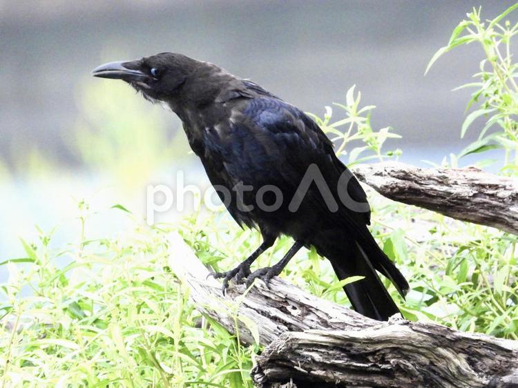 流木の上に立つカラス 鳥,野鳥,カラスの写真素材