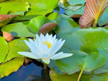 美しい睡蓮花 美しい睡蓮花 睡蓮花,スイレン,古河公方公園の写真素材