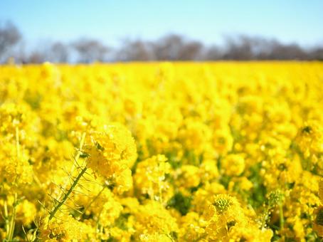 菜の花 菜の花の写真