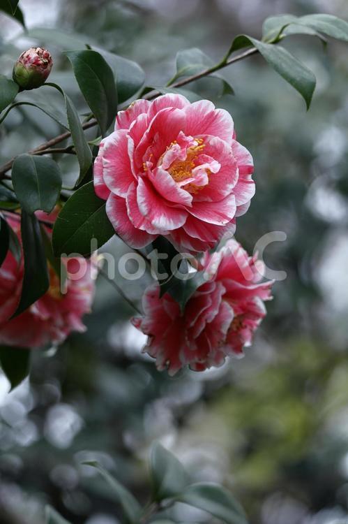 厳冬に凛と咲く 椿,花,ツバキ科の植物の写真素材